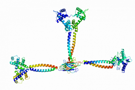 Structure of a molecular motor